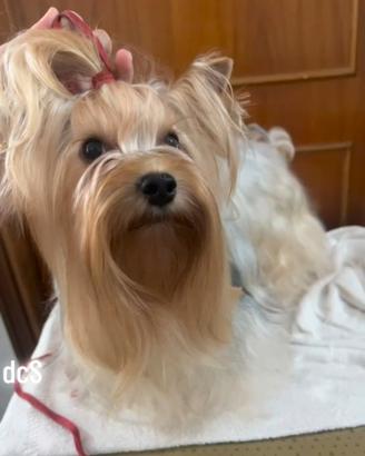 Yorkshire terrier ex fattrice di 6 anni
