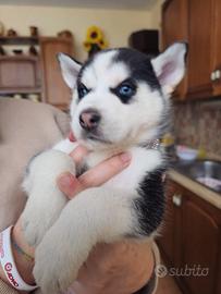 Husky originale