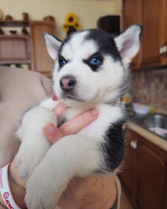 Husky originale