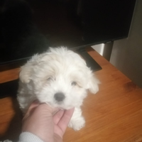 Cuccioli di maltese