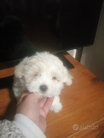 Cuccioli di maltese