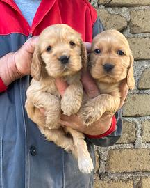 Cuccioli cocker