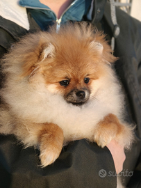 Volpino di Pomerania