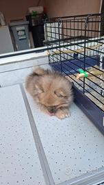 cani spitz 