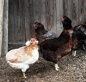 Galline araucane