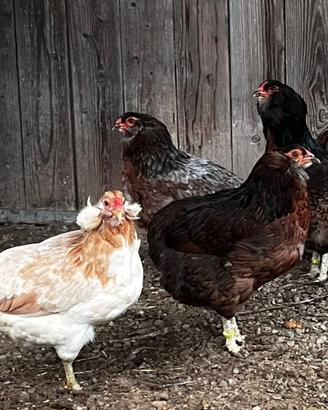 Galline araucane