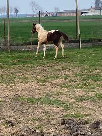 Cavallo