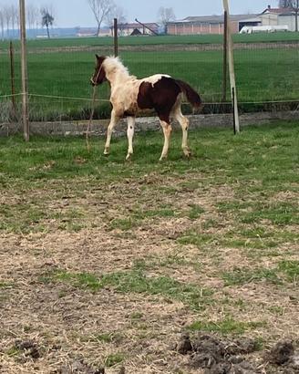 Cavallo
