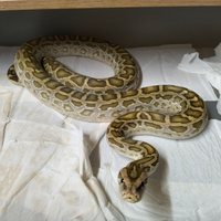 Moluro Pitone Bivittatus Maschio