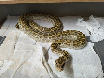 Moluro Pitone Bivittatus Maschio