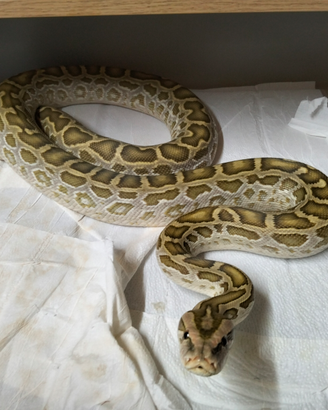 Moluro Pitone Bivittatus Maschio