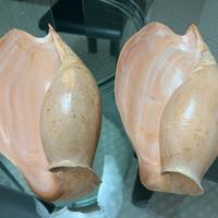 Set 2 conchiglie GRANDI Cymbium Glans Gamelan