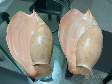 Set 2 conchiglie GRANDI Cymbium Glans Gamelan