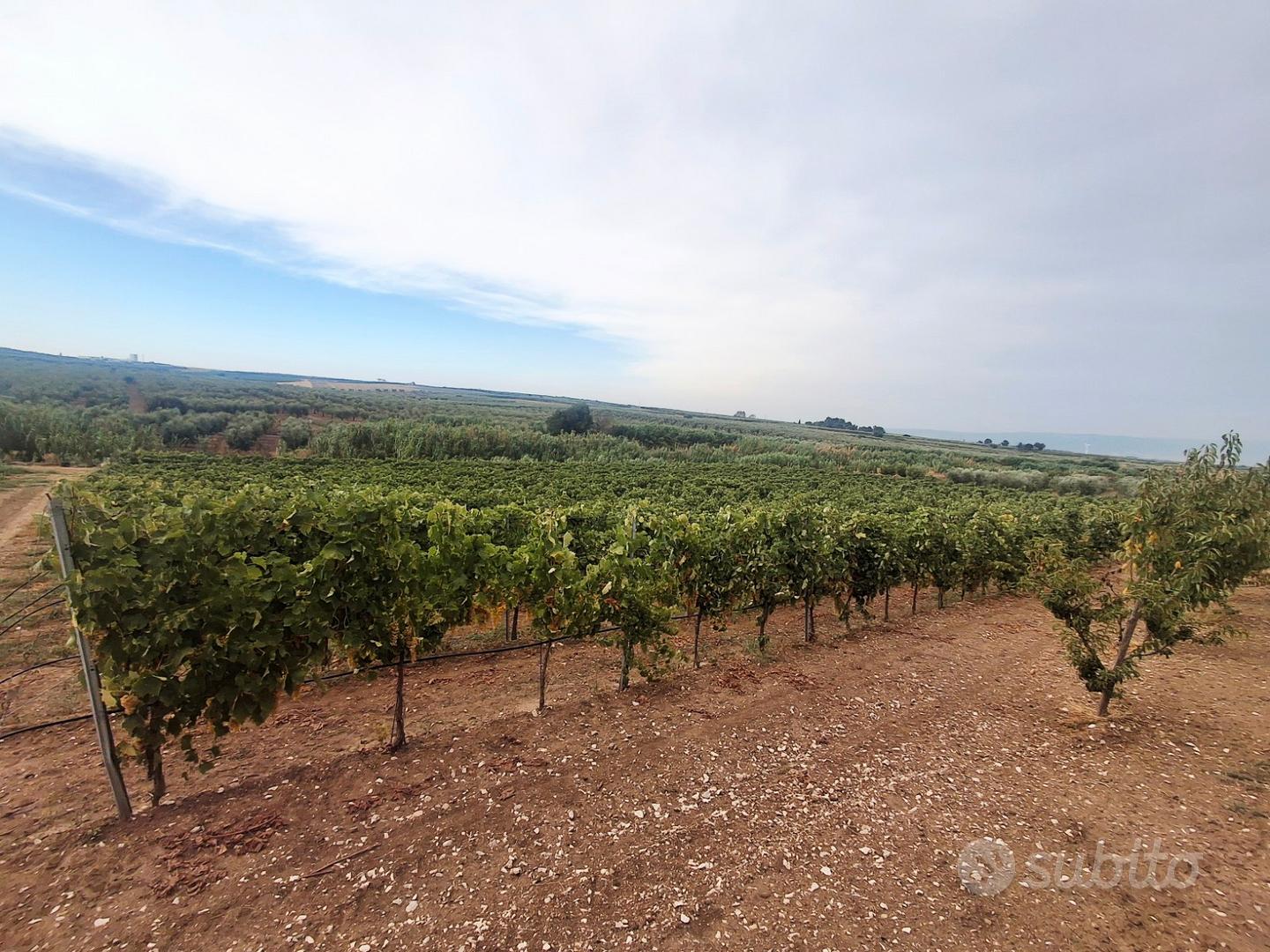 Terreno 12000 mq "Trebbiano" - Vista 3
