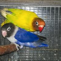 Coppia insep mascherato Pez verde x cobalto viola