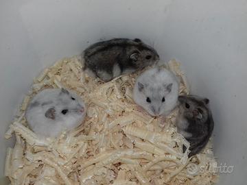 Criceti russi, Europei e Roborowsky