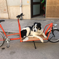 Bici cargo