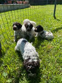 Cuccioli Lagotto romagnolo
