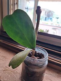 kerri radicata 