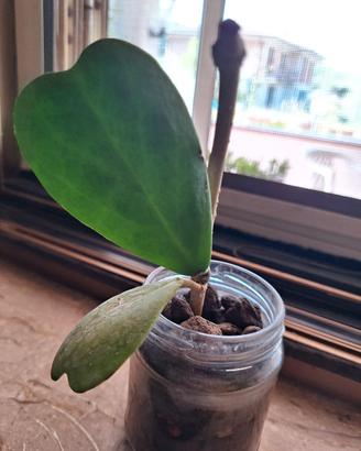 kerri radicata 