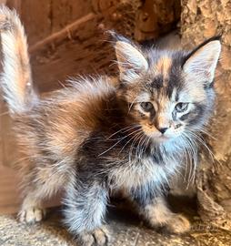 Cucciola Maine coon pelo pregiato pedigree 3 rate