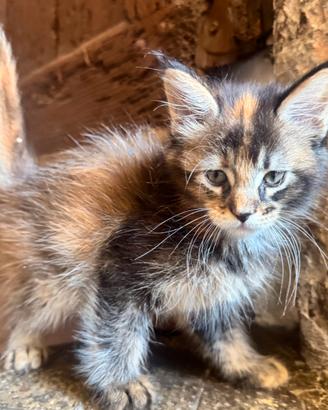 Cucciola Maine coon pelo pregiato pedigree 3 rate