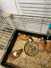 Porcellini dindia (cavie)