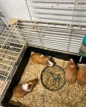 Porcellini dindia (cavie)