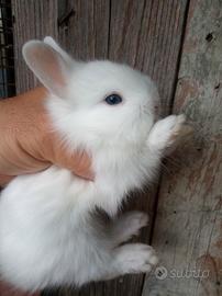 Conigli nani testa di leone