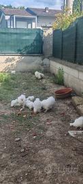 Galline moroseta razza pura