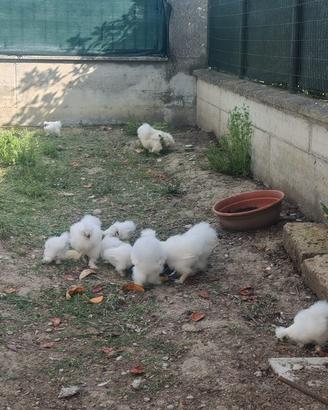 Galline moroseta razza pura