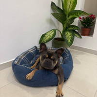 Bulldog francese per Monta
