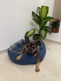 Bulldog francese per Monta