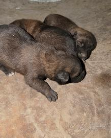 Cuccioli pastore belga malionis