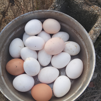 Uova da cova è anduia