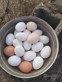 Uova da cova è anduia