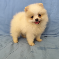 Spitz Pomerania da borsetta