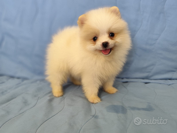 Spitz Pomerania da borsetta