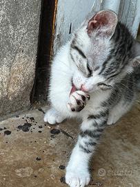 Gattini soriani