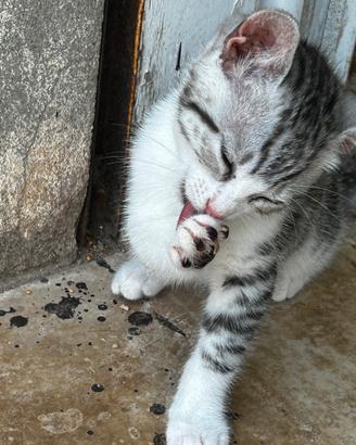 Gattini soriani