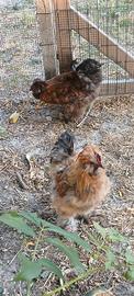 Gallo moroseta nano