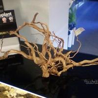 Radici di mangrovia