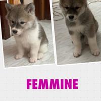 Cuccioli akita
