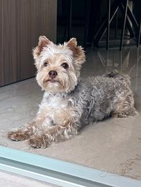 Yorkshire Terrier James per accoppiamento