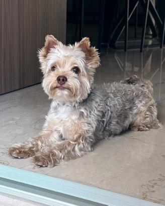 Yorkshire Terrier James per accoppiamento