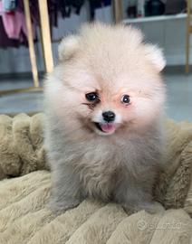 Spitz Pomerania mini