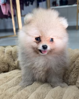 Spitz Pomerania mini