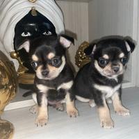 Chihuahua