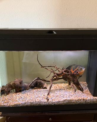 Acquario  100lt.