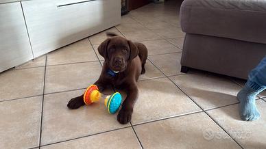 Cucciolo di Labrador cioccolato